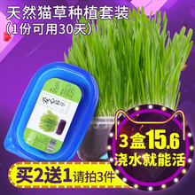 猫零食猫咪去毛球猫草天然大麦猫草种子带盆送营养土 猫草种植套装