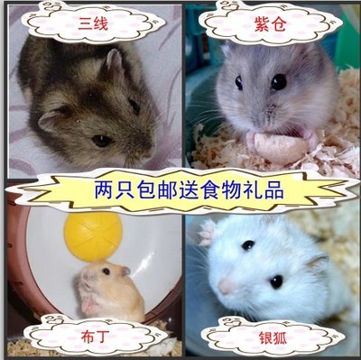 冲冠特价促销仓鼠活体宝宝宠物银狐布丁三线紫仓2只包邮送小食品