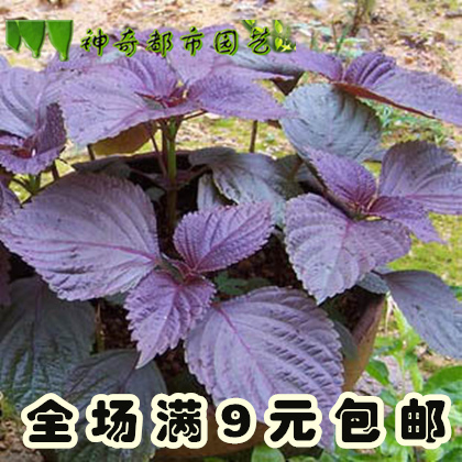 紫叶苏种子 紫苏种子家庭蔬菜种子阳台盆栽包邮四季蔬菜种子