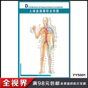 人体肝胆解剖图|人体心脑血管示意挂图|人体系统解剖图|医院海报