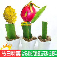 蓝莓苗 盆栽蓝莓树 果树苗 阳台盆栽水果苗适合