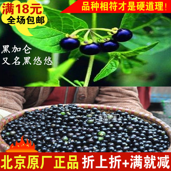 黑加仑龙葵种子黑悠悠黑星星种子20粒口感酸甜花青素蔬果原厂正品
