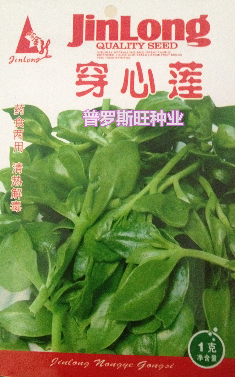 菜用田七种子 穿心莲 蔬菜种子 三七种子  盆栽种子
