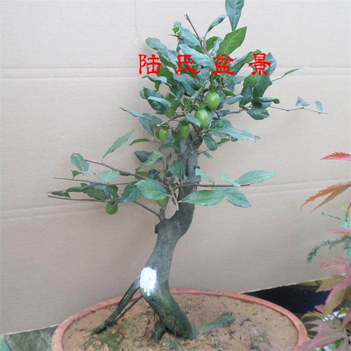 实拍金弹子盆景树桩造型 带果金弹子古桩批发 金丹子