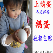 包邮 150克鹅蛋农家散养新鲜鹅蛋处子鹅蛋孕妇去胎毒土鹅蛋 130