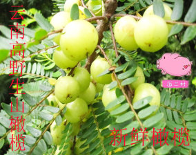 正品[油甘果]油甘果的功效与作用评测 孕妇可以