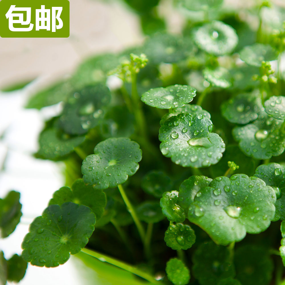 百花巷 特价 水培盆栽绿植 铜钱草金钱草  防辐射除甲醛 净化空气