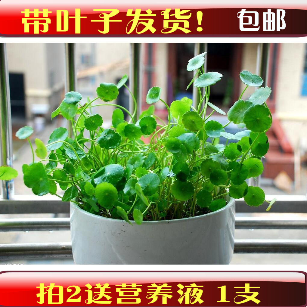 铜钱草 金钱草水生植物 可水培土栽 绿色盆栽 带叶子鲜活植物包邮