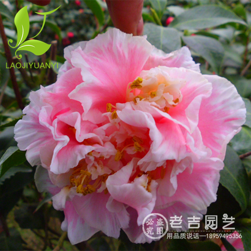 正品[茶花2304]2304评测 2304是谁的平方图片