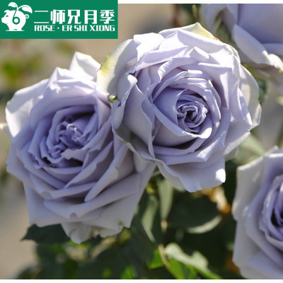 日月转蓝月季苗 庭院盆栽蓝色月季花 丰花月季耐寒微香阳台植物