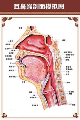耳鼻喉科结构示意图人体器官解剖展板医院科室布置医学宣传海报