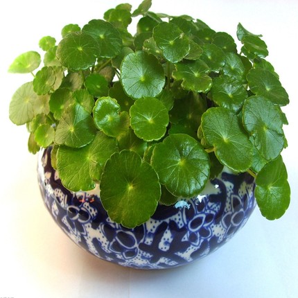 水培植物 铜钱草/开运草/金钱草 室内迷你绿植 除雾霾 净化空气