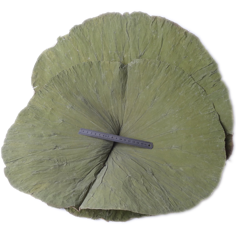 整张荷叶干荷叶新鲜干荷叶荷叶茶荷叶片可做荷叶鸡荷叶茶包邮一斤