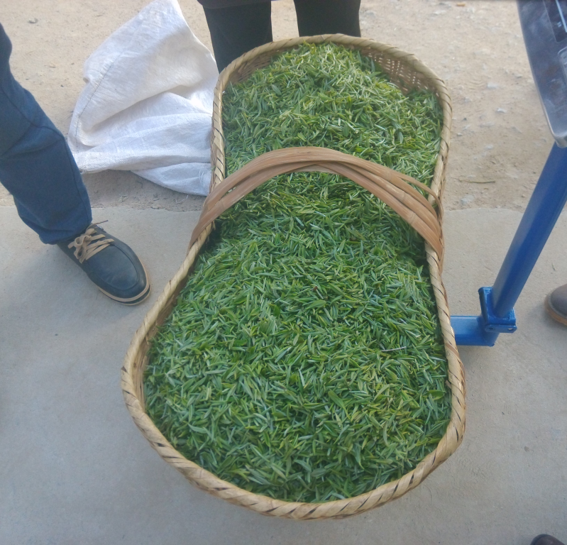 绿茶信阳毛尖2016新茶叶农家明前高山春茶嫩芽特级自产自销散装茶