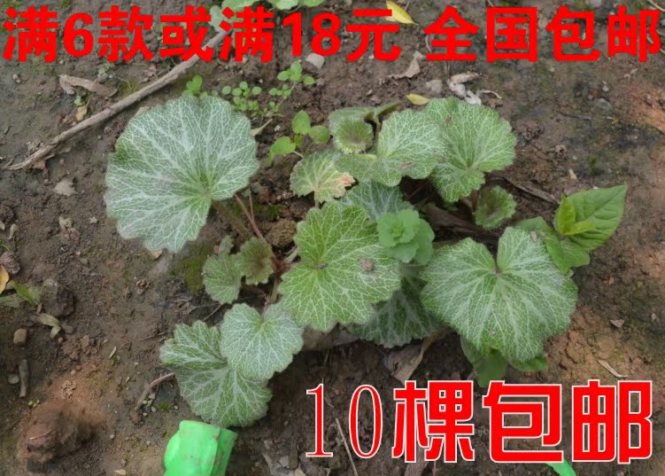 虎耳草盆栽 金丝荷叶花卉 中药 中耳炎 全草可入药 阳台盆栽