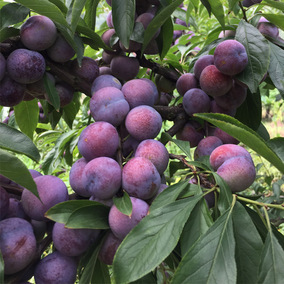 现摘 四川新鲜水果正宗脆红李孕妇酸甜李子红