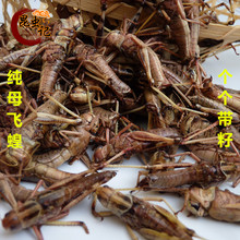 蚱蜢 雌蝗虫满3斤 包邮 飞蝗 去掉翅膀 个个带籽 新鲜纯母蚂蚱