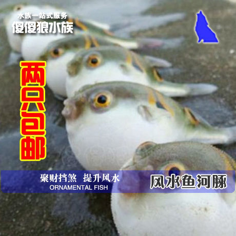 热销水族 淡水河豚鱼观赏鱼活体两只 免邮 傻傻