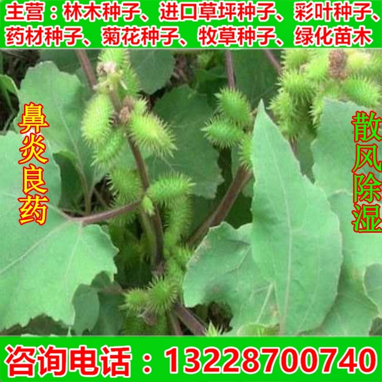 中药材种子苍耳子蛇床子滇刺枣白花蛇舌草透骨草徐长卿子香附子