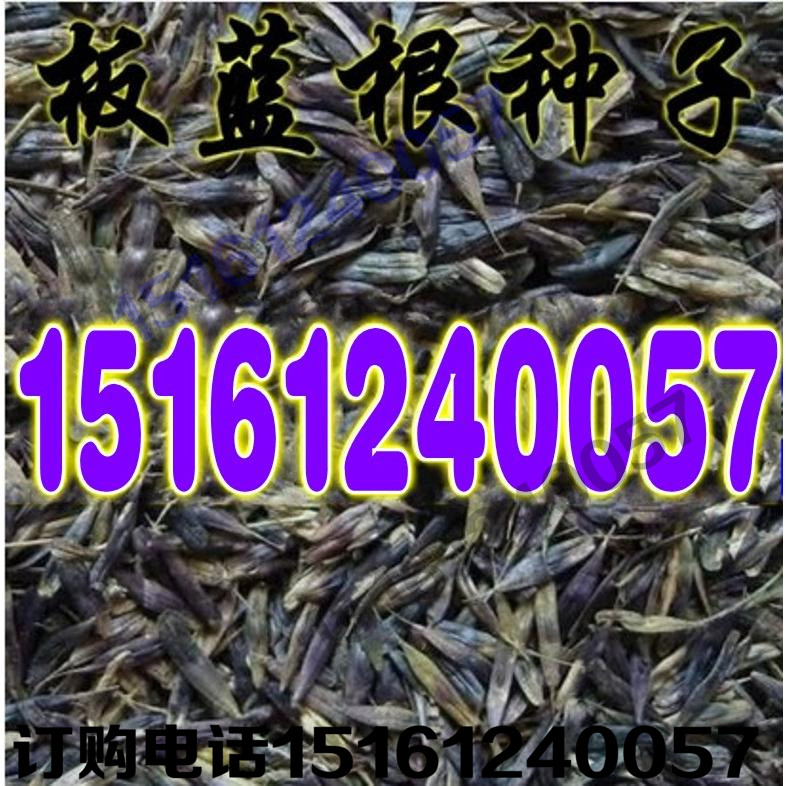 花草籽种繁殖 中草药种子药材南板蓝根种子 板蓝根种子清热解毒