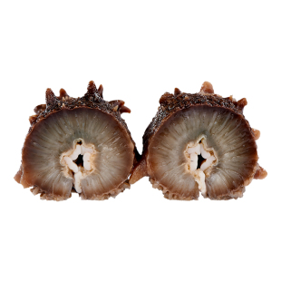 财神岛蒸制即食海参 大连辽刺参 速冻海参750