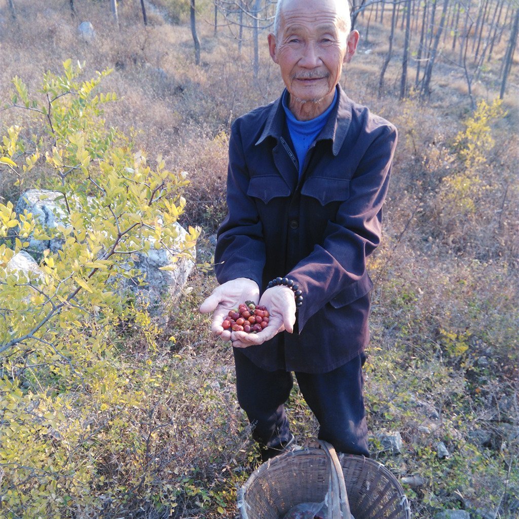 山东特产天然野生酸枣 小山枣 干货中药材有仁 2016年新野生酸枣