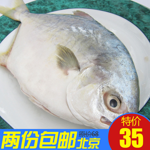 四条包邮 新鲜野生金昌鱼 大鲳鱼 冰鲜鱼 金鲳鱼 海鱼 500-600g