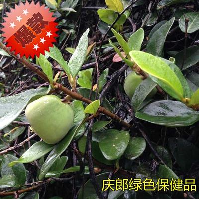 ֲ޵辰ľ۹ٻǽСֲ