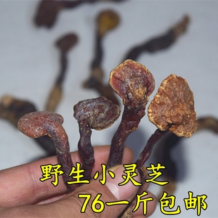 神农架灵芝野生正品深山整枝野生小灵芝赤芝非紫灵芝76元一斤包邮