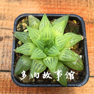 【多肉植物品种】最新淘宝网多肉植物品种优惠