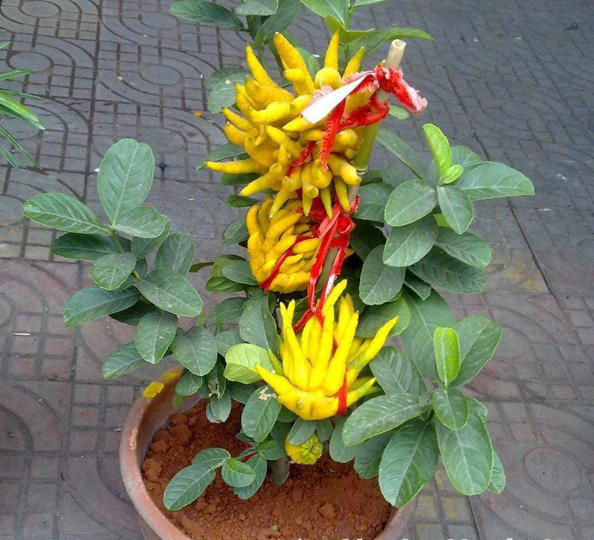 正品[佛手堂膏]滑膜炎佛手堂膏评测 佛手堂膏药