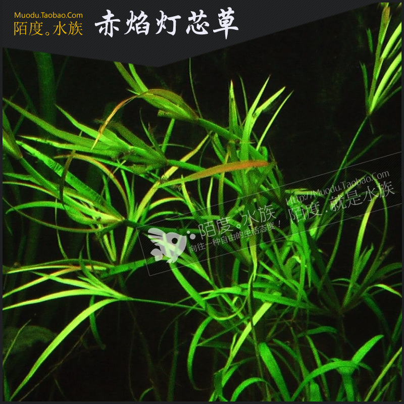 [陌度水族]赤焰灯芯草 鱼缸水草造景风车箦藻炽焰灯心草风车草