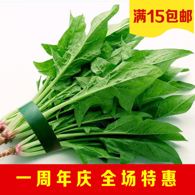 日本大叶菠菜种子 阳台种菜种子 富含维生素铁 极易种植 补血食材
