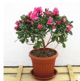 正品[映山红苗]映山红原唱评测 图片_惠惠购物