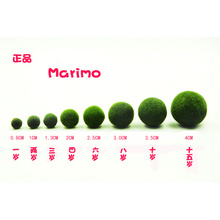 Marimo幸福海藻球微景观生态瓶办公室盆栽水培植物长寿命 正品
