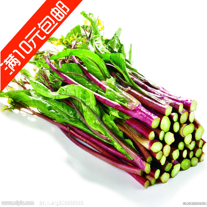 红菜苔种子 阳台蔬菜种子 金品十月红菜苔 补血益肾 提神健胃