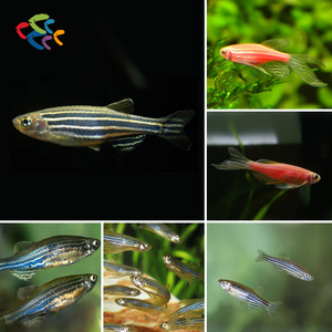 【小型观赏鱼图片】小型观赏鱼图片大全