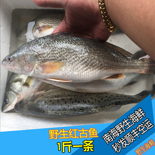 红古鱼 春子鱼 野生海鱼 海鲜 一斤一条 纯野生海鱼 网捕捞