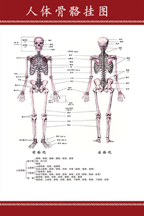 全身骨骼示意图医院科室挂画定制 人体医学骨科知识宣传海报挂图