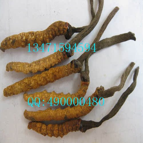 实物拍照！正品纯天然野生亚香棒冬虫夏草/冬虫草/古尼虫草 1克