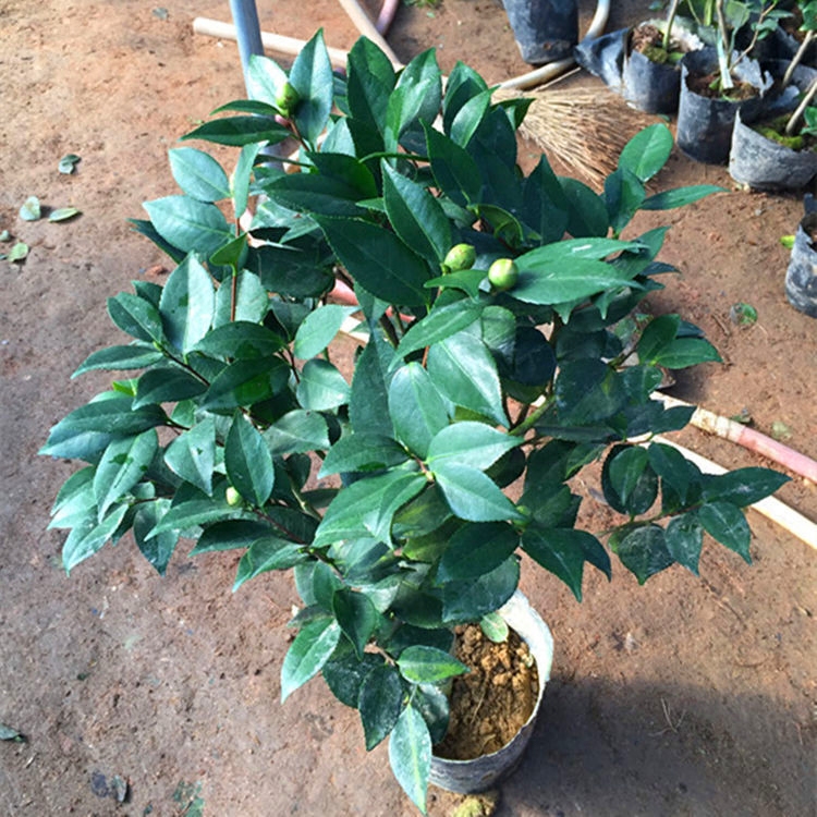 茶花盆栽室内茶花苗茶花树苗盆栽山茶花树苗 当年开花苗 茶花盆栽