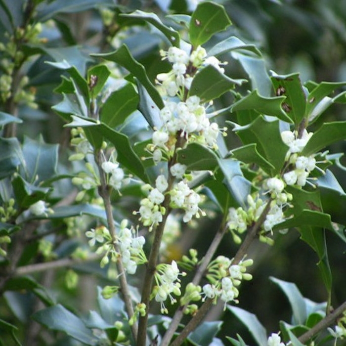 刺桂树苗 刺桂盆栽 刺桂苗 刺桂花苗 金边刺桂树苗