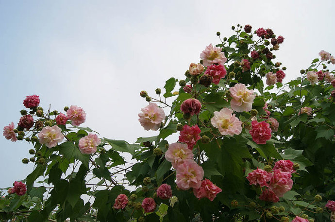 当年开花盆栽重瓣醉芙蓉花苗 木芙蓉 三醉芙蓉1日变3色室内外绿化 步