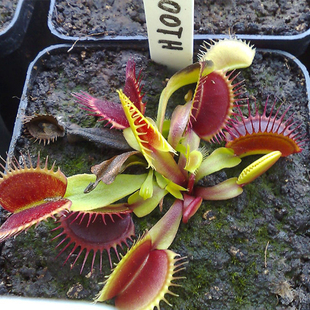 特价满88包邮免运费人气食虫植物新奇植物趣味——美人齿捕蝇草
