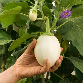 白色圣女果珍珠小番茄种子 西红柿 蔬果蔬菜瓜果种子植物庭院包邮