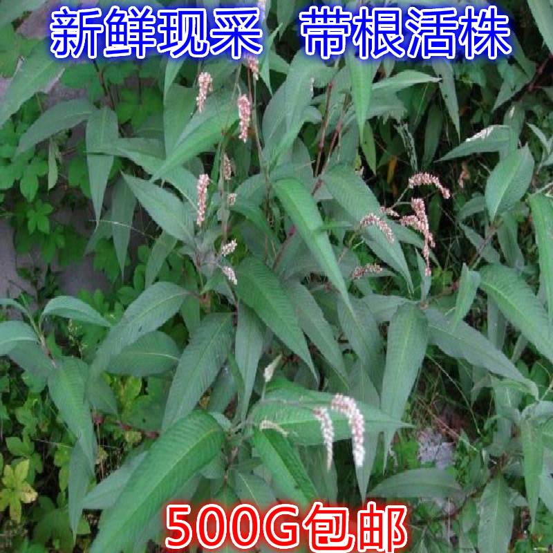 中藥材野生辣蓼 辣蓼草 水辣蓼辣椒草蝙蝠草500克正品保證