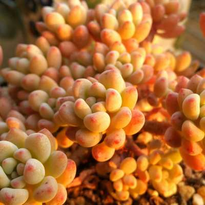 红豆多肉植物一物一拍红豆老桩自然群生所见所得东北盆栽满58包邮