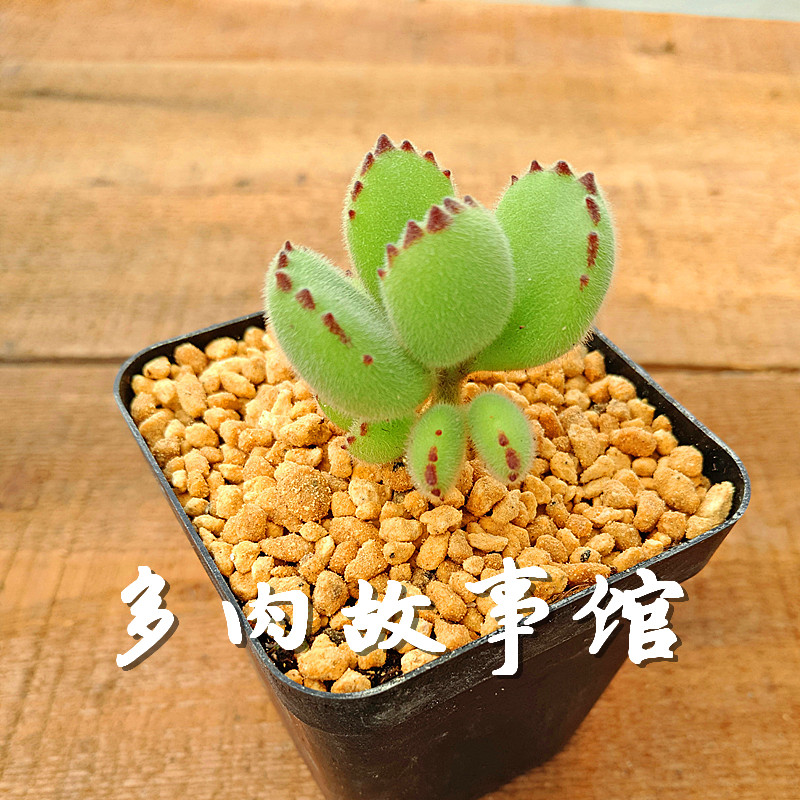 多肉植物【熊童子】萌肉熊掌 奇趣植物 吸甲醛防輻射 多肉小盆栽