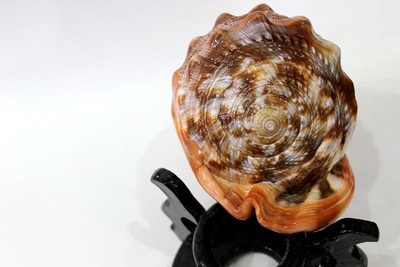 万宝螺 天然海螺贝壳超大摆件工艺品法器 镇宅家居鱼缸造景装饰品