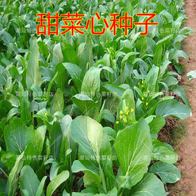 高產好吃甜嫩菜心種子 高出芽率四九尖葉油青柳葉油菜心菜子陽臺